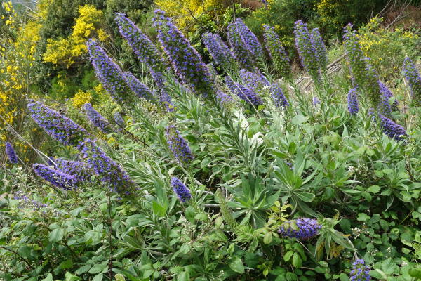Yoga Wandern Madeira Ayurveda Urlaub Ayuboa Blumen