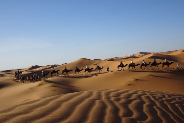 Ayuboa Reisen Yoga Ayurveda Sahara Kamele