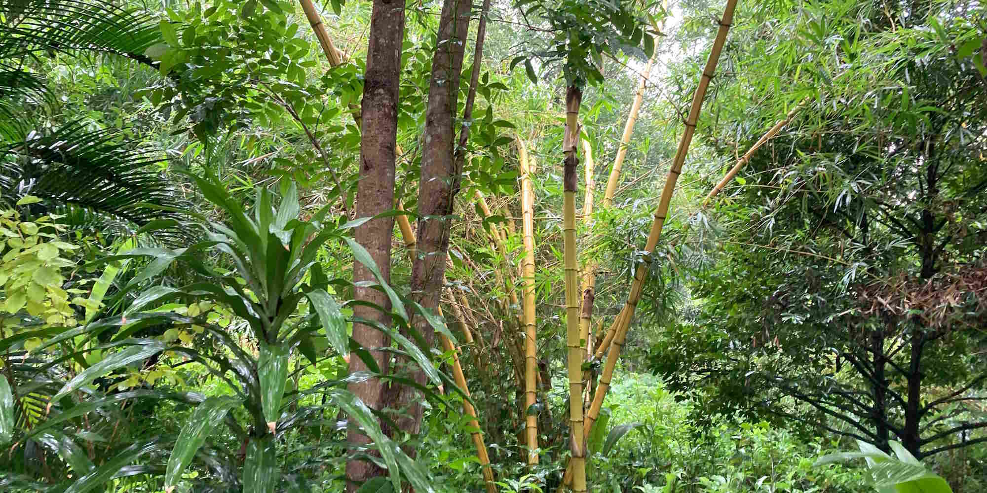 Ayurveda Indien Kuren Madukkakuzhy