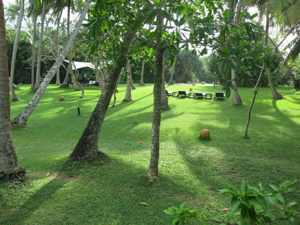 SriLanka Ayurveda Kuren Yoga Ayubao Reisen Garten 6